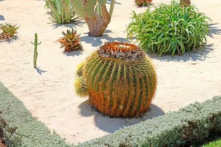 The Bahai Gardens include areas with cactuses, yuccas and agaves, growing in separated plant beds, Israelの写真素材