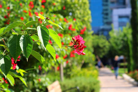 Red flowers in the park near Sarona matket in Tel Aviv Israel in the autumn