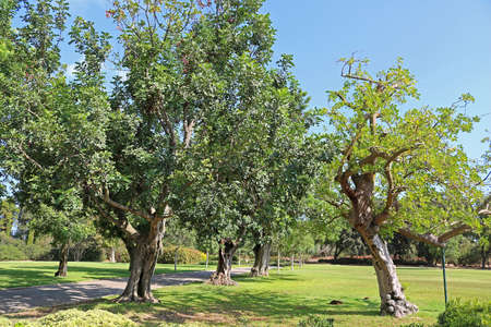 Park Ramat Hanadiv, Memorial Gardens of Baron Edmond de Rothschild, Zichron Yaakov, Israel
