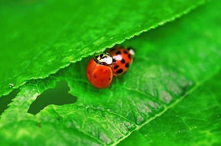 Two ladybugs are mating on green leafの写真素材
