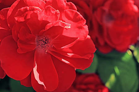 Red roses on the bush in the spring garden