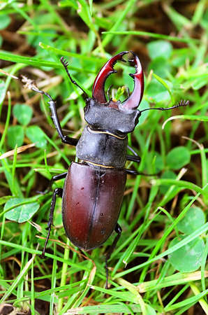 Stag Beetle (Lucanus cervus) on the grass