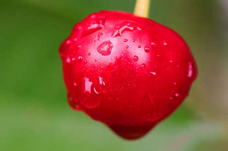 Wet cherry berry after a rain in the summer