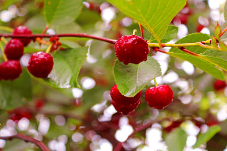 Wet cherry berries after a rain in the summer