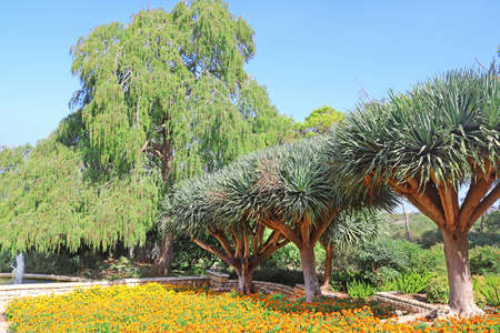 Dracaena dracos, the Canary Islands dragon trees or dragos in the park Ramat Hanadiv, Memorial...