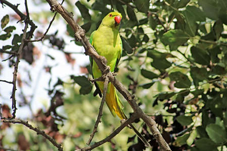 Bright green parrot, Rose-ringed Parakeet, Psittacula krameri on the tree