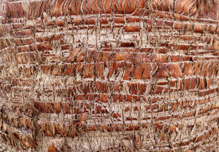 Trimmed trunk of the palm in Larnaca, Cyprus