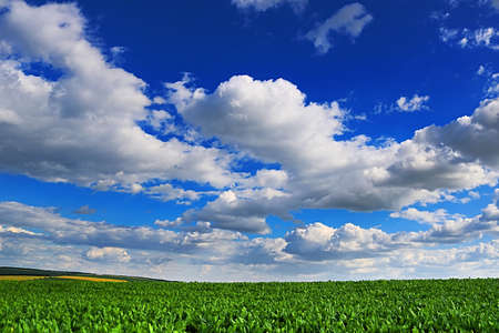 Countryside with sugar beet field and cloudy sky