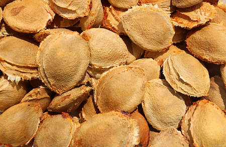 Apricot kernels, medicine apricot kernels, apricot kernels for making pills and drugs. Background