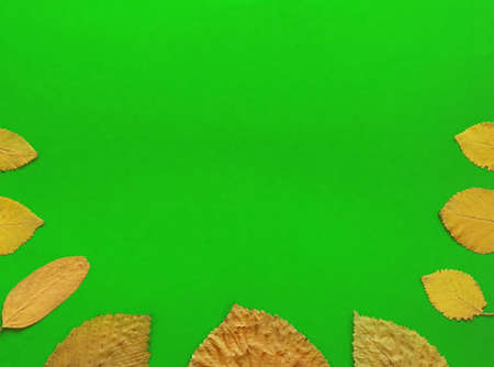 Green background and autumn leaves as a frame. Autumn and minimalistic concept. Flat lay, top view, copy spaceの写真素材