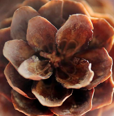 Scales of pinecone close up. Macro image. Geometric pattern in the natureの写真素材