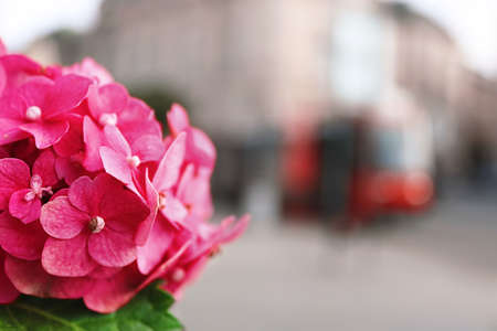 Pink hydrangea and blurred city scene with tram. Selective focus on pink flowers