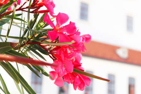 Delicate pink flowers and Bratislava castle as background, Bratislava, Slovakia