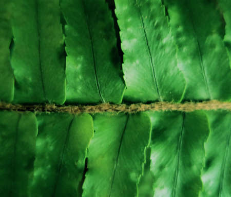 Fern leaves, close up. Low key filter. Can be used as background. Dark mood. Selective focus