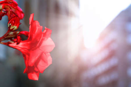 Red flower in the city. Morning light. Trendy toningの写真素材