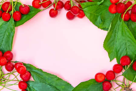 Cherry branches with berries and leaves laid out in the form of a frame on a pink background. Summer concept. Flat layの写真素材