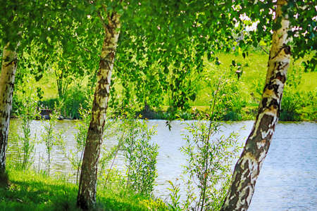 Birch forest with green foliage near lake in the springの写真素材