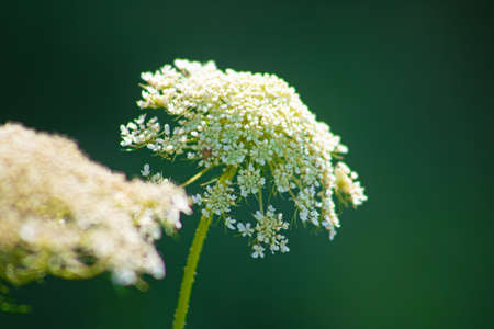 Achillea millefolium, commonly known as yarrow. It is native to temperate regions of the Northern Hemisphere in Asia and Europe and North Americaの写真素材