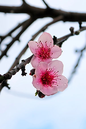 Tender pink almond blossom (prunus dulcis) close up in Larnaca, Cyprusの写真素材