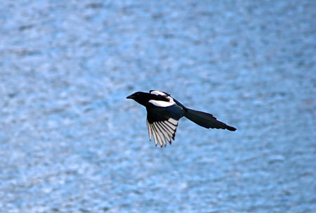 Eurasian Magpie or Magpie, Pica pica, in flight against water, Ukraineの写真素材