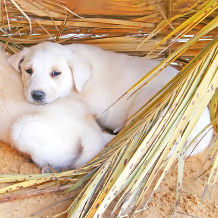 View of white puppies hidden under a canopyの写真素材