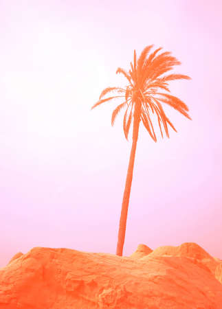 Palm in Sahara desert. Trendy toning. Soft lightの写真素材