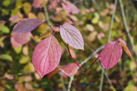 Autumn colorful red leaves on the bush in the park