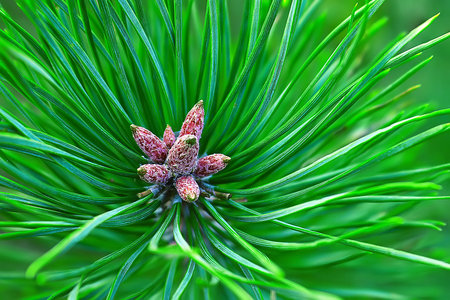 Young shoots of pine cones. Little pine cones, new spruce shoots, young pine needles and cones....