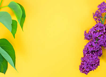 Leaves and flowers of lilac on a yellow background