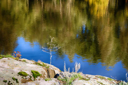 Beautiful plant sprouted in stones against the background of a lake, which reflects the autumn foliage of trees in the village of Buky, Kyiv region, Ukraineの写真素材