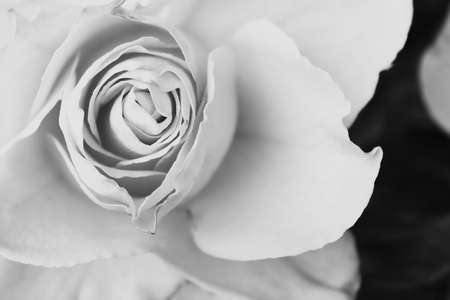Black and white rose. Close up viewの写真素材