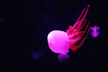 Close up view of glowing pink jellyfish jelly blubber Catostylus mosaicusの写真素材