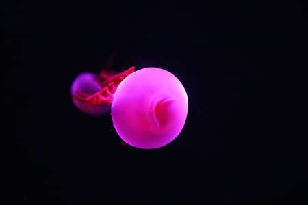 Close up view of glowing pink jellyfish jelly blubber Catostylus mosaicusの写真素材