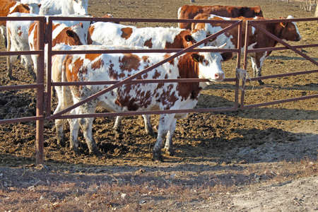 Cows behind a fence at a dairy farm, Vinnytsia region, Ukraineのeditorial素材