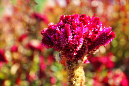 Close up of bright red Celosia argentea flower