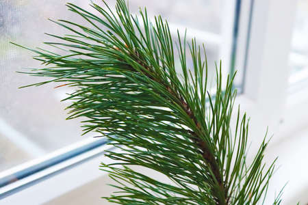 New year tree on the balcony is waiting for decoration