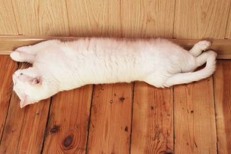 White cat is lying on the wooden floor. Turkish angora. Van cat with blue and green eyes. Adorable pets, heterochromiaの写真素材