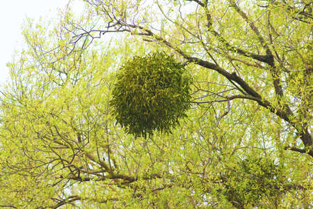 Viscum album or mistletoe is a hemiparasite on the green trees background