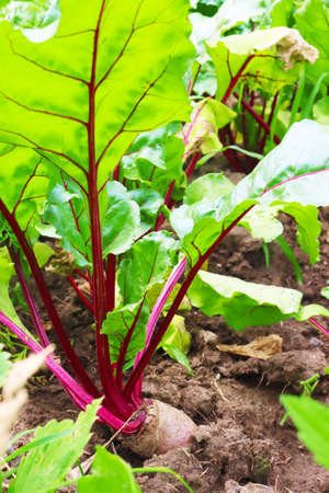 Beetroot plants in the garden - grown for edible root and colourful salad leaves. Purple beetsの写真素材