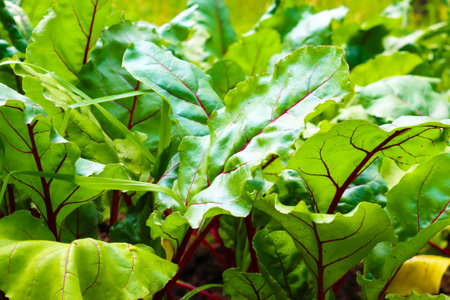 Beetroot leaves in the garden. Beetroots grown for edible root and colourful salad leavesの写真素材