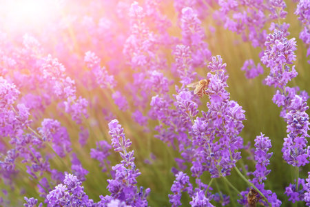 Bee on the lavender flower. Beautiful lavender field, Moldovaの写真素材