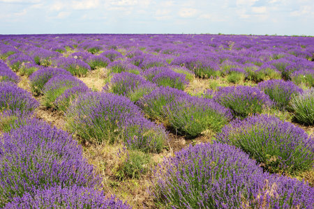 Beautiful lavender field, Moldovaの写真素材