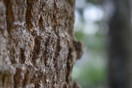 Macro photo of tree bark