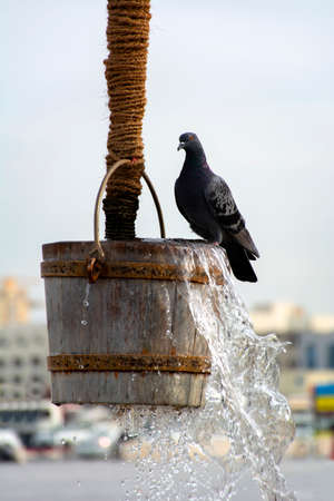lonely dove on a stylized fountainの写真素材