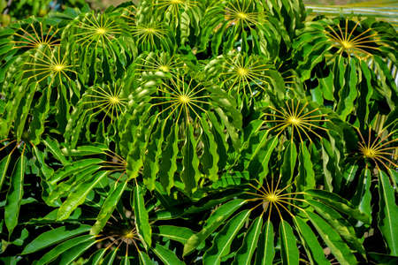 curly leaves of a tropical bush