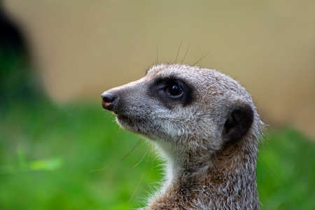 lonely meerkat looks around carefullyの写真素材