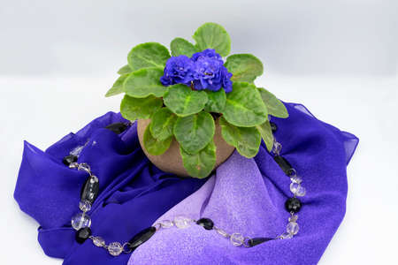 saturated bright fragrant violets on blue fabric