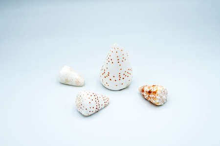 various compositions of shells and stones from the shores of the seas and oceans on different...