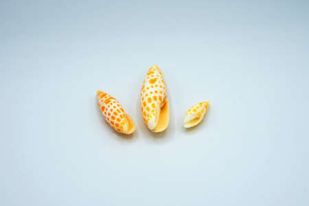 various compositions of shells and stones from the shores of the seas and oceans on different continentsの写真素材