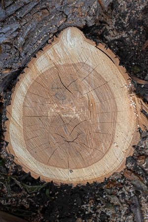 patterns and texture of stumps and cuts of old trees